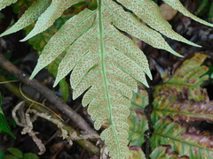 Pleocnemia irregularis