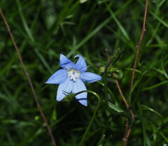 Wahlenbergia stricta