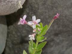 Epilobium denticulatum