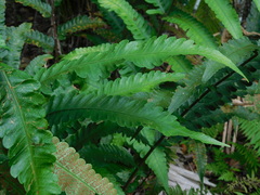 Pleocnemia irregularis