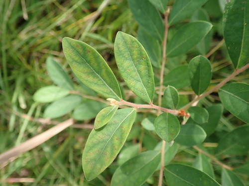Glochidion puberum iNat (3)