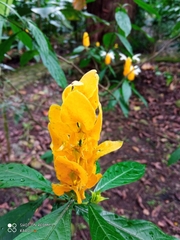 Pachystachys lutea