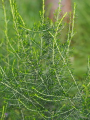 Cassinia