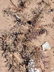 Limonium
