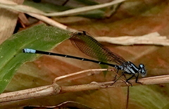 Argia pulla