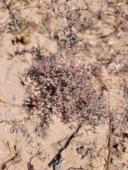 Limonium