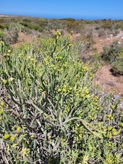 Euphorbia mauritanica