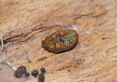 Peltoschema hamadryas