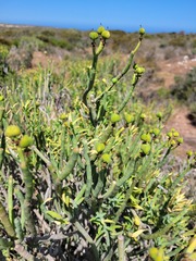 Euphorbia mauritanica
