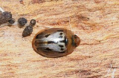 Peltoschema hamadryas