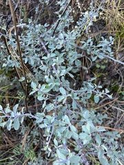 Ceanothus fendleri