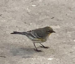 Setophaga coronata