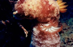Goniobranchus