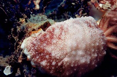 Goniobranchus