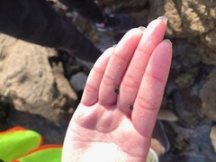Littorina