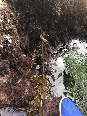 Lessoniaceae