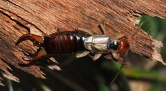 Forficula auricularia