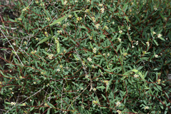 Monotaxis bracteata