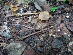 Stenocercus trachycephalus