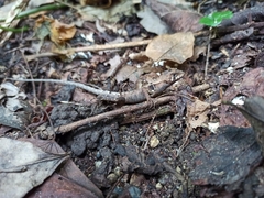 Stenocercus trachycephalus