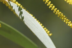 Acacia leptostachya