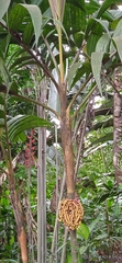 Pinanga