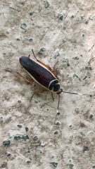 Pseudomops interceptus