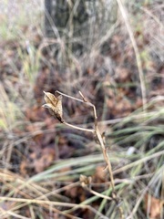 Camassia