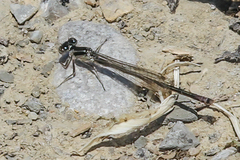 Coenagrionidae