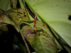 Deinopidae