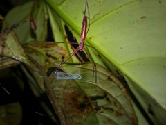 Deinopidae