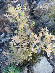Quercus gambelii