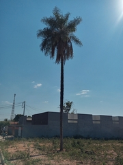 Cocoseae