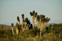 Yucca filifera