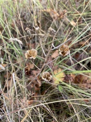 Camassia