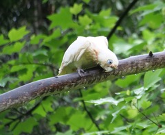 Cacatua sanguinea gymnopis