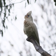 Cacatua sanguinea gymnopis