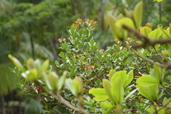Psidium cattleyanum