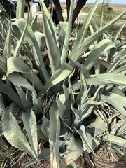 Agave asperrima
