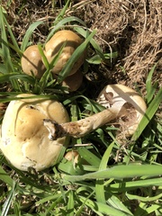 Agrocybe putaminum