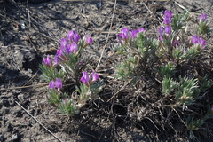 Oxytropis borissoviae