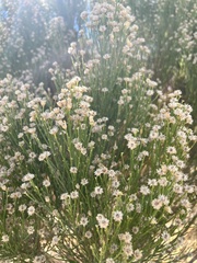 Baccharis sarothroides