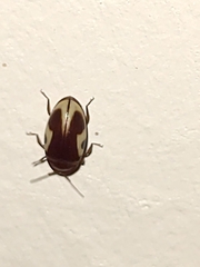 Chelonarium ornatum