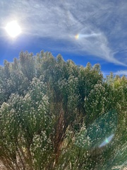 Baccharis sarothroides