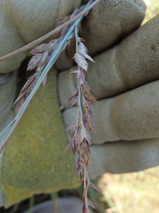 Eragrostis secundiflora