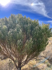 Baccharis sarothroides
