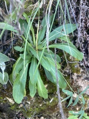 Lobelia cardinalis