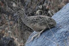 Nothoprocta pentlandii