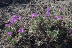 Oxytropis borissoviae