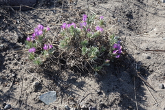 Oxytropis borissoviae